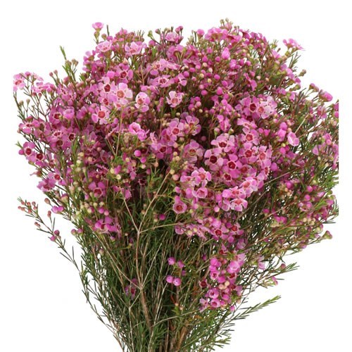 WAXFLOWER NIEKS PRIDE