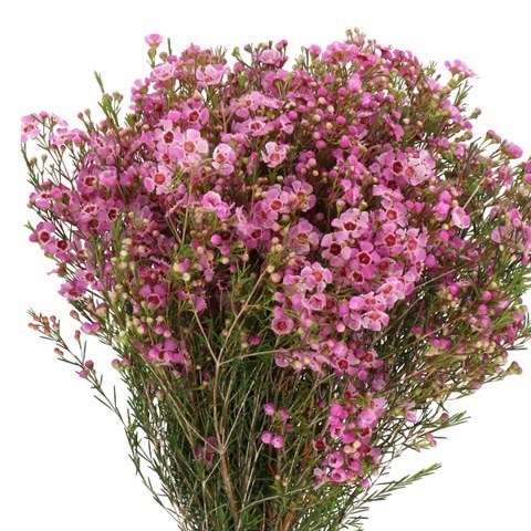 WAXFLOWER NIEKS PRIDE