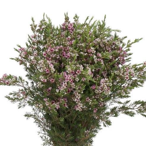 WAXFLOWER NIKI