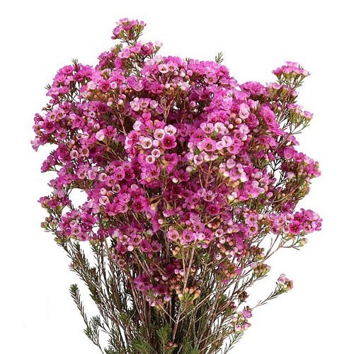 WAXFLOWER NINAS DELIGHT 60cm 25gm Wholesale Dutch Flowers Florist Supplies UK