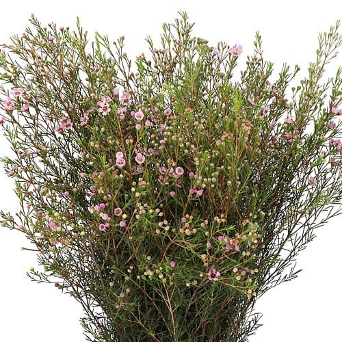 WAXFLOWER NIR