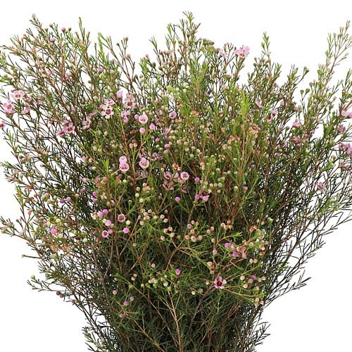 WAXFLOWER NIR