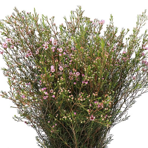 WAXFLOWER NIR
