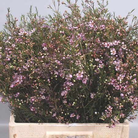 WAXFLOWER NIR