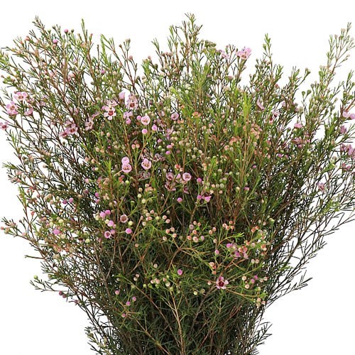 WAXFLOWER NIR