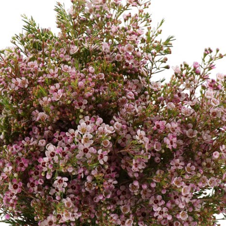 WAXFLOWER OCHANA
