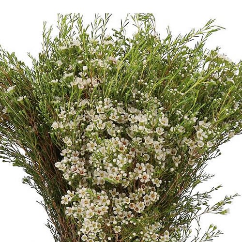 WAXFLOWER PEARL BUTTONS
