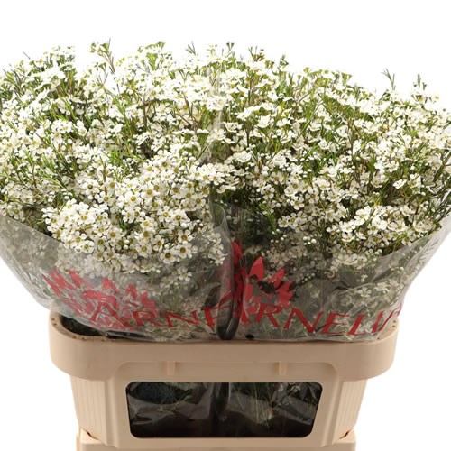 WAXFLOWER PELACO