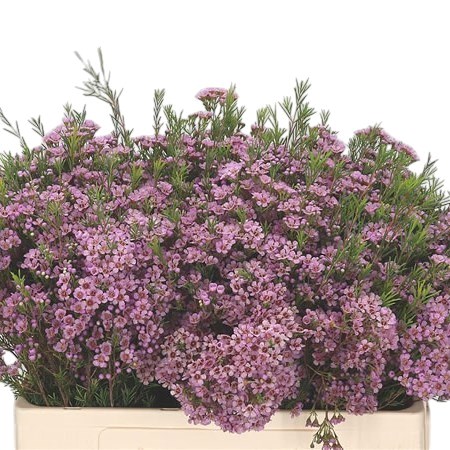 WAXFLOWER PHOEBE PINK