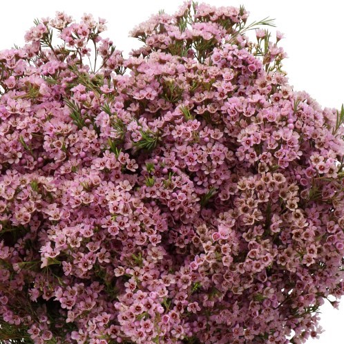 WAXFLOWER PHOEBE PINK