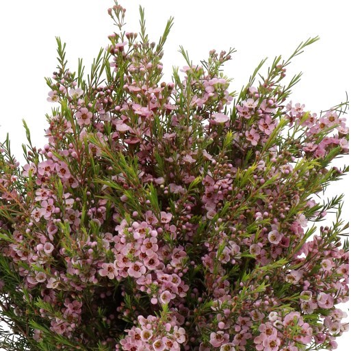 WAXFLOWER PINK SHINE