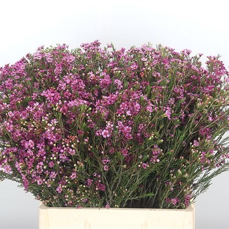 WAXFLOWER PURPLE PRIDE