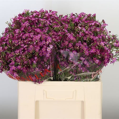 WAXFLOWER PURPLE RAIN