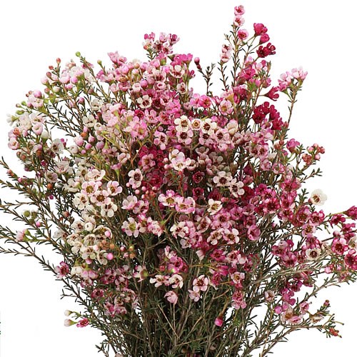 WAXFLOWER REVELATION