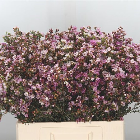 WAXFLOWER REVELATION