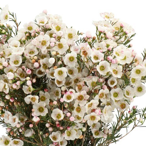 WAXFLOWER RHIANNON