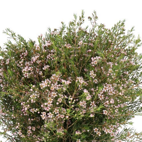 WAXFLOWER ROMI