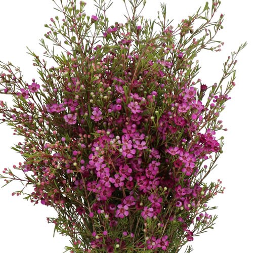 WAXFLOWER ROTEM
