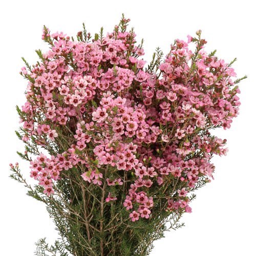 WAXFLOWER SARAHS DELIGHT
