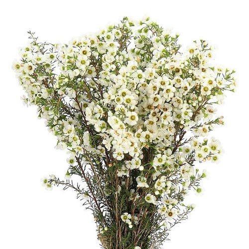 WAXFLOWER SEXY BLONDE