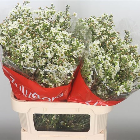 WAXFLOWER SEXY BLONDE