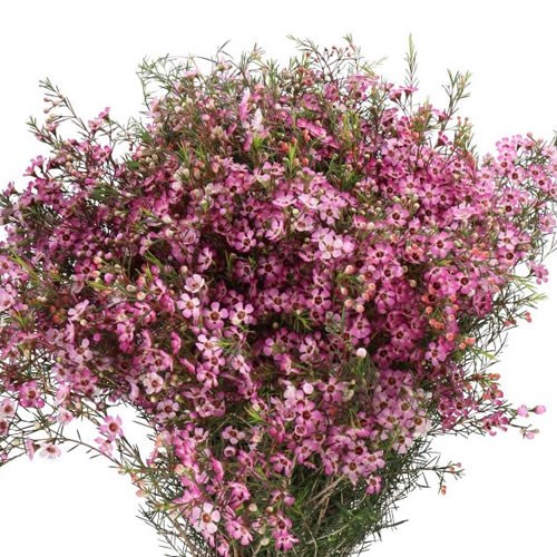 WAXFLOWER SEXY MYSTERIOUS
