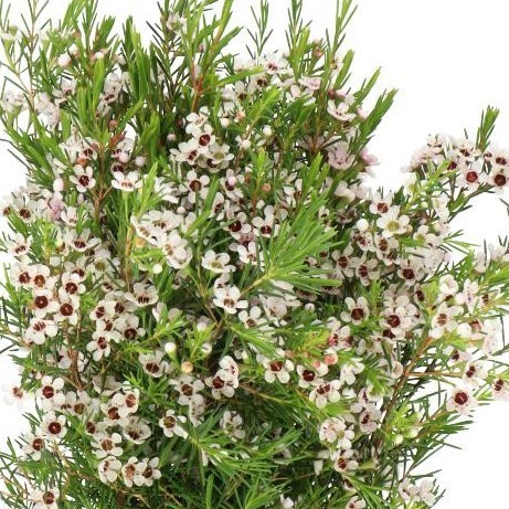 WAXFLOWER SNOW FLAKE