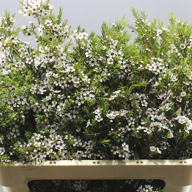 WAXFLOWER SNOWFLAKE