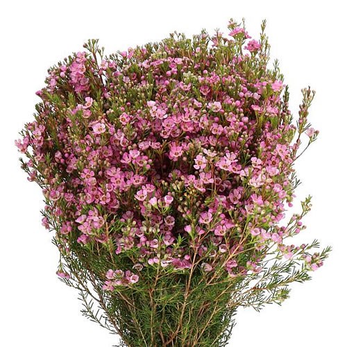 WAXFLOWER STRAWBERRY SURPRISE