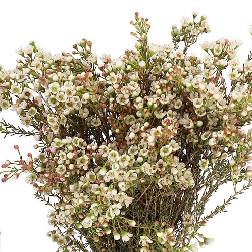 WAXFLOWER TAL