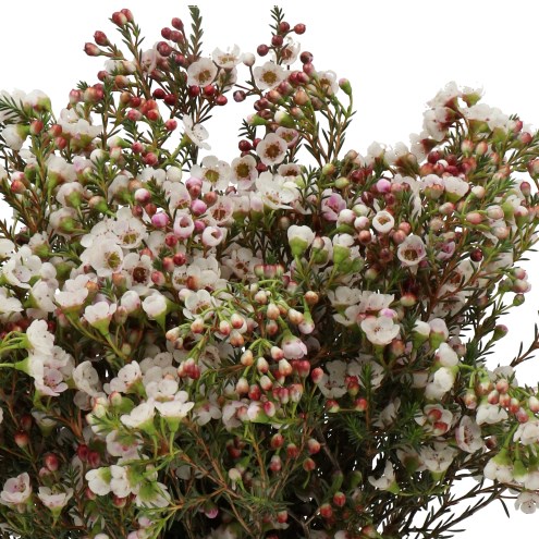 WAXFLOWER WHITE LION