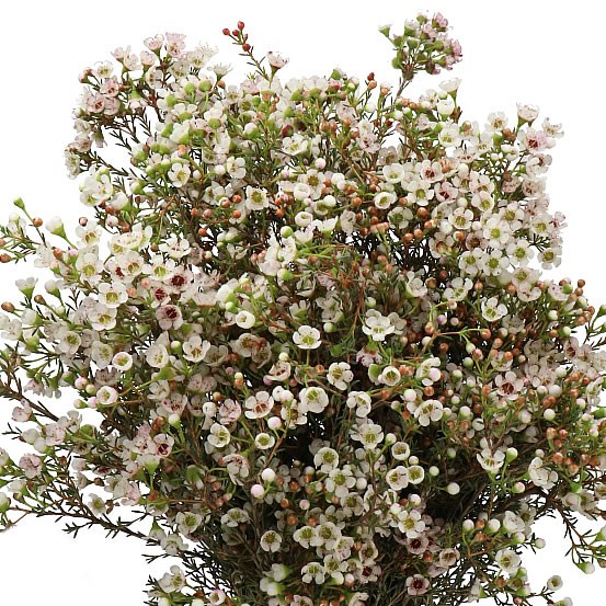 WAXFLOWER ZIV