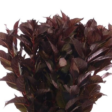 WEIGELA ALEXANDRA