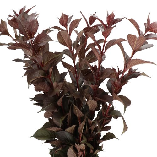 WEIGELA SHINING FANTASY