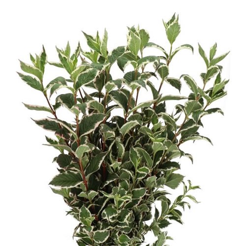 WEIGELA SUNNY FANTASY