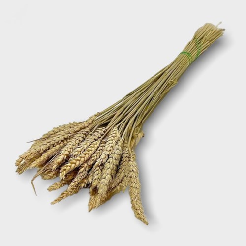 Wheat  (Dried)