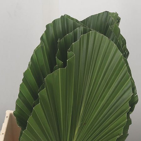 Washingtonia Leaves (Trimmed Edges)