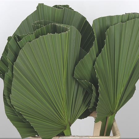 Washingtonia Leaves (Trimmed Edges)