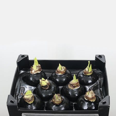 Waxed Amaryllis - Black