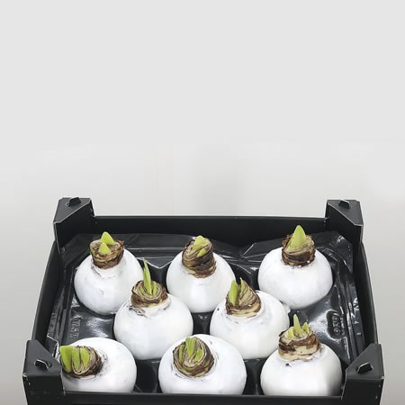 Waxed Amaryllis - White