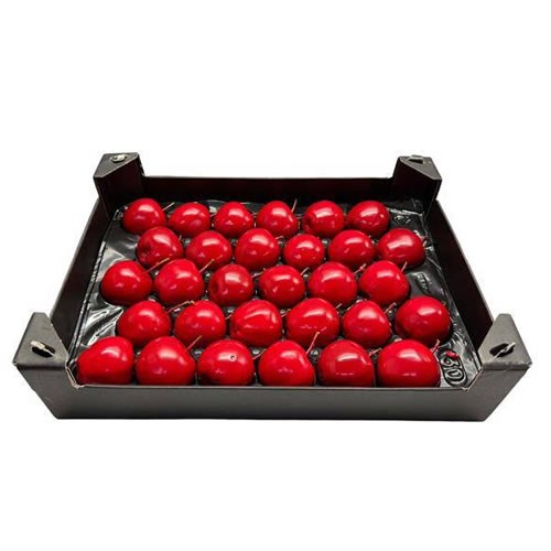 Waxed Apples - Christmas Red