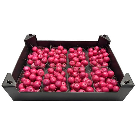 Waxed Apples Small - Fuchsia