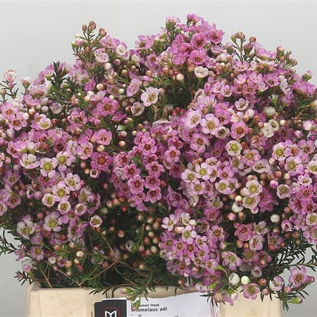 Waxflower Adi