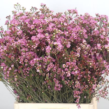 Waxflower Adi