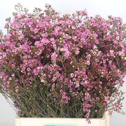 Waxflower Adi