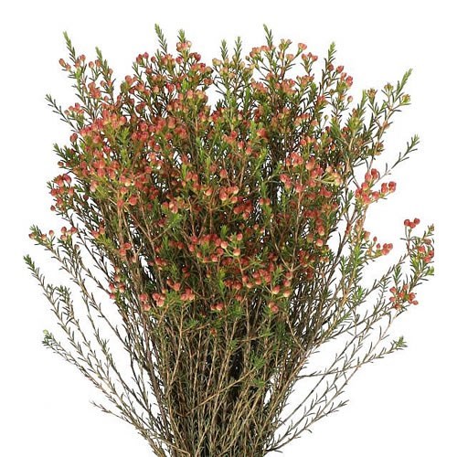 Waxflower Adi (In Bud)