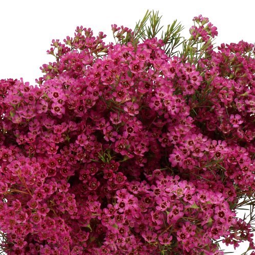 Waxflower Ariel