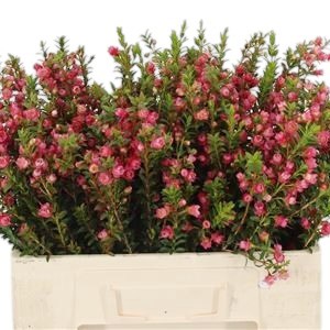 Waxflower Chamecordia Rey