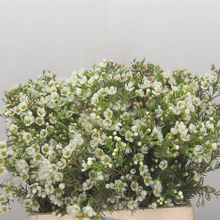 Waxflower Crystal Pearl