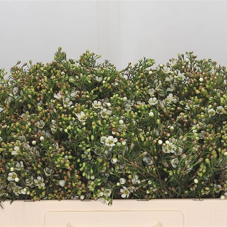 Waxflower Crystal Pearl